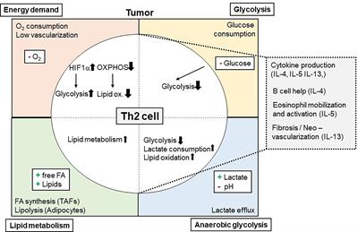 Metabolic Interdependency of Th2 Cell-Mediated Type 2 Immunity and the Tumor Microenvironment